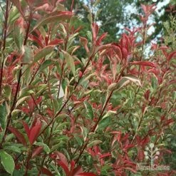 Photinia Pink Marble 24 Photinia Pink Marble -Bloom Field Shop apo photinia pink marble hedge nursery