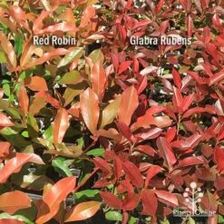 Photinia Red Robin -Bloom Field Shop apo photinia red robin glabra rubens 1
