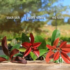 Photinia Black Jack -Bloom Field Shop apo photinia trio compare 2