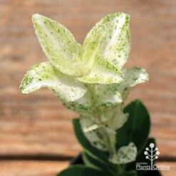 Euonymus Pierrolino - Variegated Spindle -Bloom Field Shop apo pierrolino euonymus 1