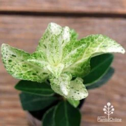 Euonymus Pierrolino - Variegated Spindle -Bloom Field Shop apo pierrolino euonymus 2