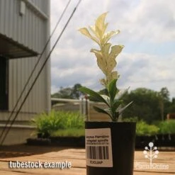 Euonymus Pierrolino - Variegated Spindle -Bloom Field Shop apo pierrolino euonymus tubestock2