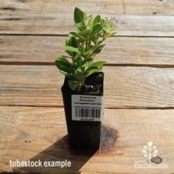 Euonymus Pierrolino - Variegated Spindle -Bloom Field Shop apo pierrolino tubestock