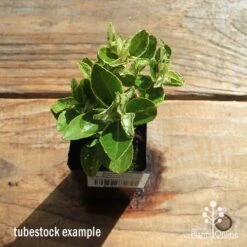 Euonymus Pierrolino - Variegated Spindle -Bloom Field Shop apo pierrolino tubestock top