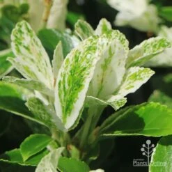 Euonymus Pierrolino - Variegated Spindle -Bloom Field Shop apo pierrolino variegation