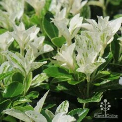 Euonymus Pierrolino - Variegated Spindle -Bloom Field Shop apo pierrolino white leaves