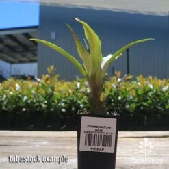 Pineapple Pure Gold 16 Pineapple Pure Gold -Bloom Field Shop apo pineapple tubestock nursery
