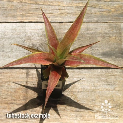 Pineapple Pure Gold 6 Pineapple Pure Gold - Image 4