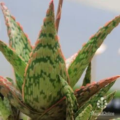 Aloe Pink Blush - Succulent -Bloom Field Shop apo pink blush aloe leaves