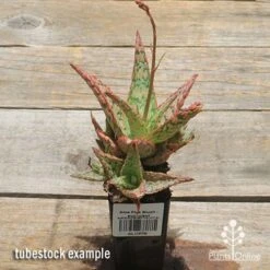 Aloe Pink Blush - Succulent -Bloom Field Shop apo pink blush aloe tubestock