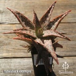 Aloe Pink Blush - Succulent -Bloom Field Shop apo pink blush aloe tubestock large