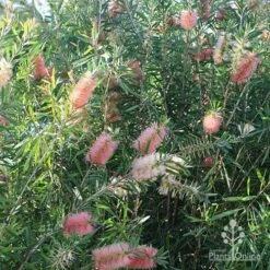Callistemon Pink Champagne 20 Callistemon Pink Champagne -Bloom Field Shop apo pink champagne colour range