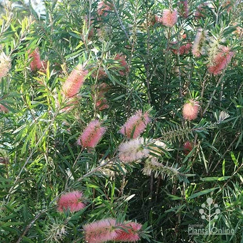 Callistemon Pink Champagne 8 Callistemon Pink Champagne - Image 6