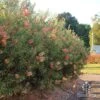 Callistemon Pink Champagne 1 Callistemon Pink Champagne -Bloom Field Shop apo pink champagne hedge down