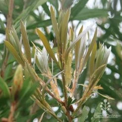 Callistemon Pink Champagne 17 Callistemon Pink Champagne -Bloom Field Shop apo pink champagne new leaf colour