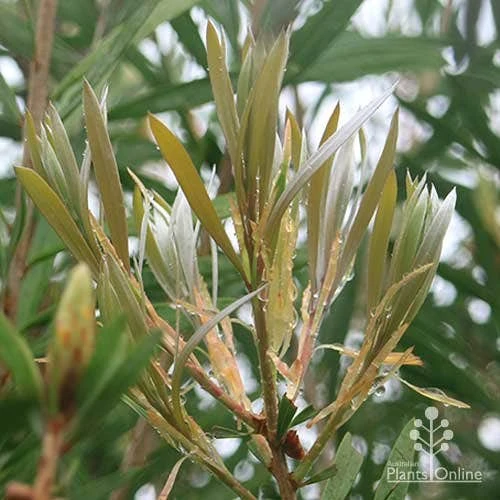 Callistemon Pink Champagne 5 Callistemon Pink Champagne - Image 3