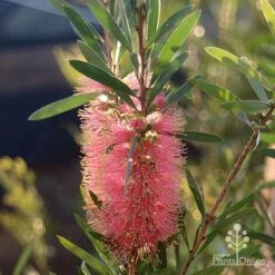 Callistemon Pink Champagne 25 Callistemon Pink Champagne -Bloom Field Shop apo pink champgne callistemon flower