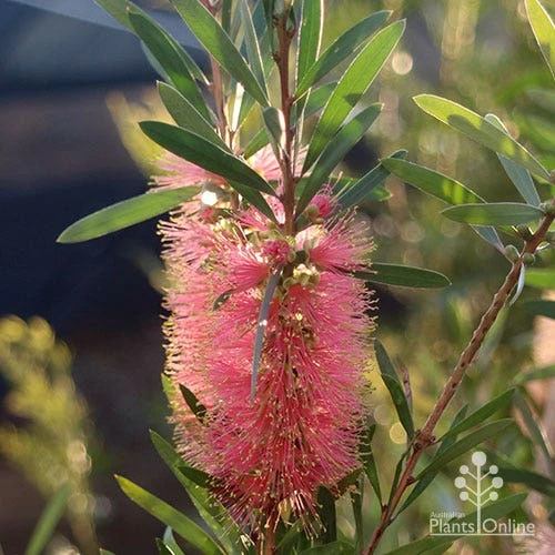 Callistemon Pink Champagne 13 Callistemon Pink Champagne - Image 11