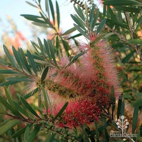 Callistemon Pink Champagne 10 Callistemon Pink Champagne - Image 8