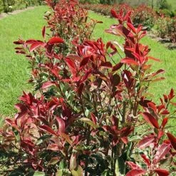 Photinia Pink Marble 27 Photinia Pink Marble -Bloom Field Shop apo pink marble hedge flower farm