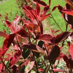 Photinia Pink Marble 18 Photinia Pink Marble -Bloom Field Shop apo pink marble leaf colour