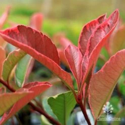 Photinia Pink Marble 25 Photinia Pink Marble -Bloom Field Shop apo pink marble photinia new leaf