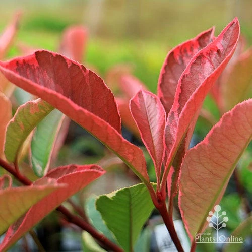 Photinia Pink Marble 13 Photinia Pink Marble - Image 11