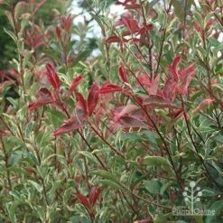 Photinia Pink Marble 26 Photinia Pink Marble -Bloom Field Shop apo pink marble photinia nursery