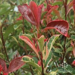 Photinia Pink Marble 17 Photinia Pink Marble -Bloom Field Shop apo pink marble photinia shoot