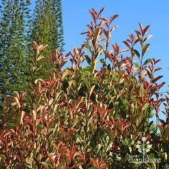 Photinia Pink Marble 20 Photinia Pink Marble -Bloom Field Shop apo pink marble upright habit