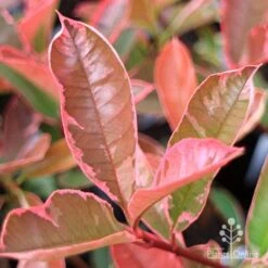 Photinia Pink Marble 19 Photinia Pink Marble -Bloom Field Shop apo pink marble very pink