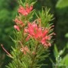 Grevillea Pink Pearl -Bloom Field Shop apo pink pearl flowers closeup 1