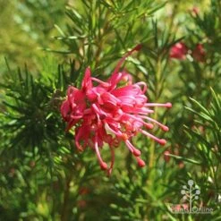 Grevillea Pink Pearl -Bloom Field Shop apo pink pearl grevillea flower