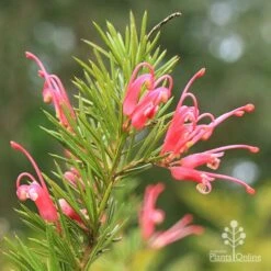 Grevillea Pink Pearl -Bloom Field Shop apo pink pearl grevillea flowering closeup 1