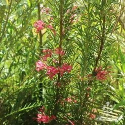 Grevillea Pink Pearl -Bloom Field Shop apo pink pearl grevillea habit