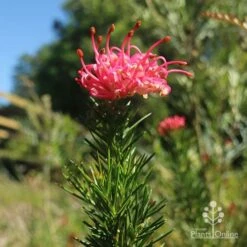 Grevillea Pink Pearl -Bloom Field Shop apo pink pearl grevillea new flower