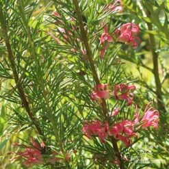 Grevillea Pink Pearl -Bloom Field Shop apo pink pearl grevillea nursery