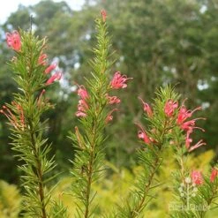Grevillea Pink Pearl -Bloom Field Shop apo pink pearl grevillea nursery flowering closeup