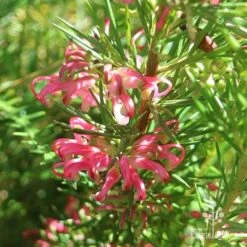 Grevillea Pink Pearl -Bloom Field Shop apo pink pearl grevillea sunlit 1