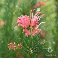 Grevillea Pink Pearl -Bloom Field Shop apo pink pearl stem