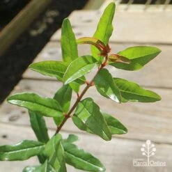 Pomegranate Double Orange -Bloom Field Shop apo pomegranate double orange foliage 1
