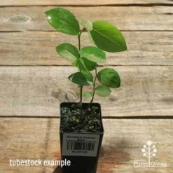 Blueberry Powder Blue 9 Blueberry Powder Blue -Bloom Field Shop apo powder blue tubestock top