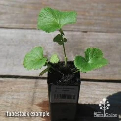 Geum Pretticoats Peach 15 Geum Pretticoats Peach -Bloom Field Shop apo pretticoats peach tubestock