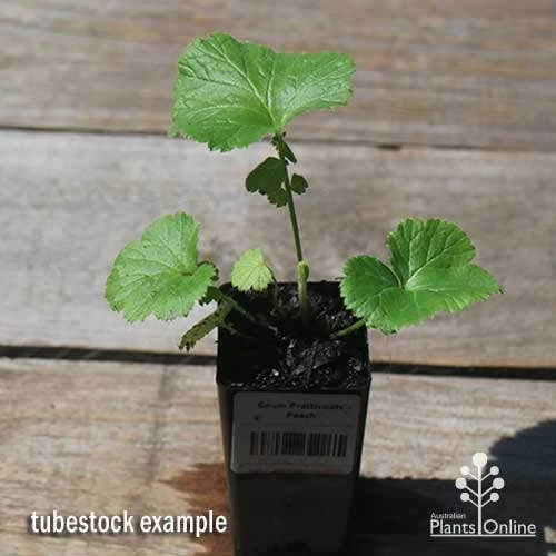 Geum Pretticoats Peach 9 Geum Pretticoats Peach - Image 7