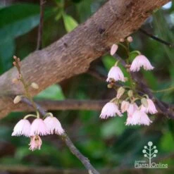 Elaeocarpus Prima Donna - Blueberry Ash -Bloom Field Shop apo prima donna elaeocarpus flowers 1