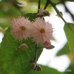 Elaeocarpus Prima Donna - Blueberry Ash -Bloom Field Shop apo prima donna flower beneath 1