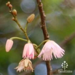 Elaeocarpus Prima Donna - Blueberry Ash -Bloom Field Shop apo prima donna flower stages 1