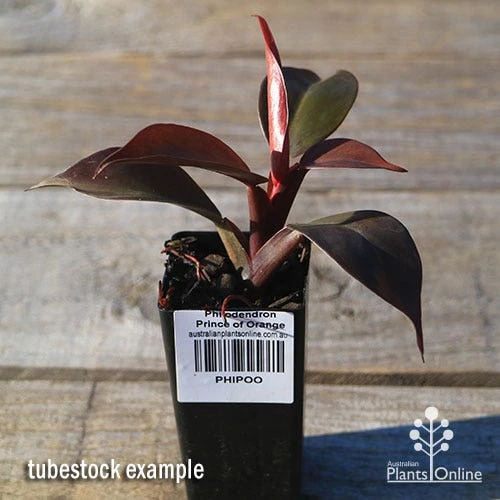 Philodendron Prince Of Orange 6 Philodendron Prince Of Orange - Image 4