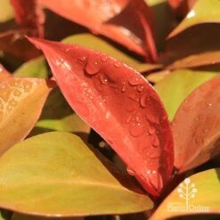 Philodendron Prince Of Orange 11 Philodendron Prince Of Orange -Bloom Field Shop apo prince of orange philodendron colours