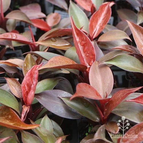 Philodendron Prince Of Orange 3 Philodendron Prince Of Orange